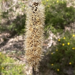 Xanthorrhoea sp. at Hovea, WA - 4 Nov 2024 by AnneG1