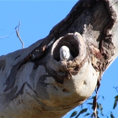 Cacatua galerita (Sulphur-crested Cockatoo) at Cook, ACT - 11 Aug 2014 by Jennybach