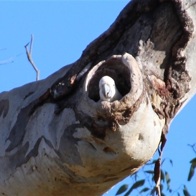 Cacatua galerita (Sulphur-crested Cockatoo) at Cook, ACT - 11 Aug 2014 by Jennybach