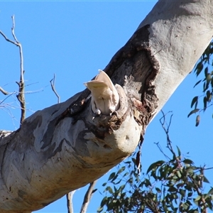 Cacatua galerita at Cook, ACT - 11 Aug 2014