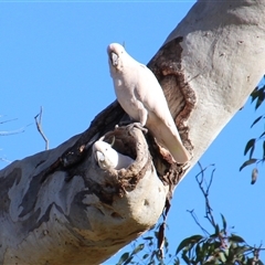 Cacatua galerita at Cook, ACT - 11 Aug 2014