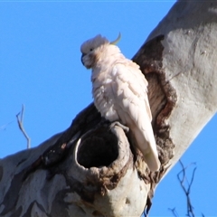 Cacatua galerita at Cook, ACT - 11 Aug 2014