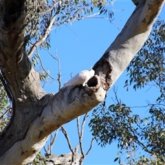 Cacatua galerita at Cook, ACT - 11 Aug 2014