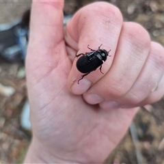 Melolonthinae (subfamily) (Cockchafer) at Bungendore, NSW - 29 Nov 2024 by clarehoneydove