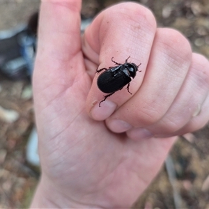 Melolonthinae (subfamily) at Bungendore, NSW - suppressed