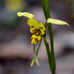 Diuris sulphurea at Cotter River, ACT - suppressed