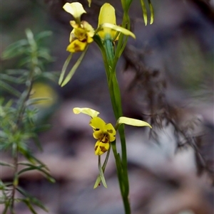 Diuris sulphurea at Cotter River, ACT - suppressed