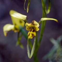 Diuris sulphurea at Cotter River, ACT - 23 Nov 2024