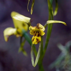 Diuris sulphurea at Cotter River, ACT - suppressed