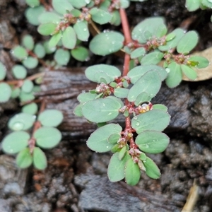 Euphorbia sp. at Mogo, NSW - 30 Nov 2024 10:16 AM