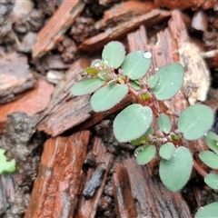 Euphorbia sp. at Mogo, NSW - 30 Nov 2024 10:16 AM