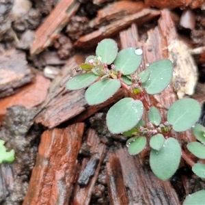 Euphorbia sp. at Mogo, NSW - 30 Nov 2024 10:16 AM