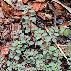 Euphorbia sp. at Mogo, NSW - 30 Nov 2024