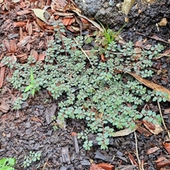 Euphorbia sp. at Mogo, NSW - 30 Nov 2024 10:16 AM