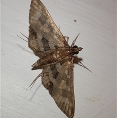 Ischnurges illustralis (A Crambid moth) at Goulburn, NSW - 28 Nov 2024 by glbn1