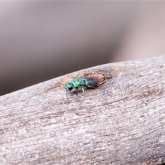 Chrysididae (family) (Cuckoo wasp or Emerald wasp) at Cotter River, ACT - 23 Nov 2024 by KorinneM