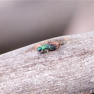 Chrysididae (family) (Cuckoo wasp or Emerald wasp) at Cotter River, ACT by KorinneM