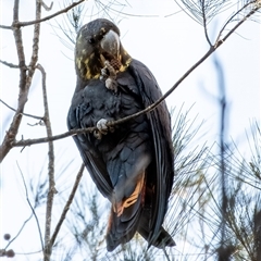 Calyptorhynchus lathami lathami (Glossy Black-Cockatoo) at Wingello, NSW - 15 Jul 2022 by Aussiegall