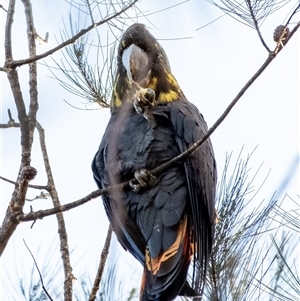 Calyptorhynchus lathami lathami at Wingello, NSW - suppressed