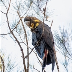 Calyptorhynchus lathami lathami at Wingello, NSW - suppressed