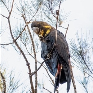 Calyptorhynchus lathami lathami at Wingello, NSW - suppressed