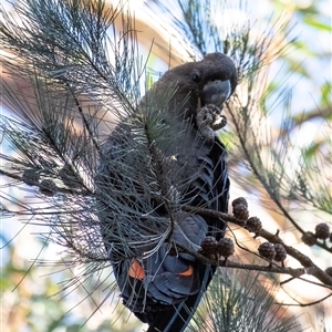 Calyptorhynchus lathami lathami at Wingello, NSW - suppressed