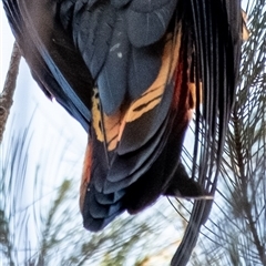 Calyptorhynchus lathami lathami at Wingello, NSW - suppressed