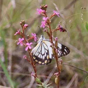 Belenois java (Caper White) at Mongarlowe, NSW by LisaH