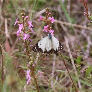 Belenois java at Mongarlowe, NSW - suppressed