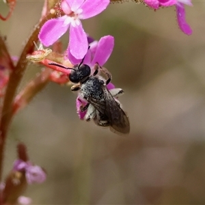 Lasioglossum (Chilalictus) sp. (genus & subgenus) at Mongarlowe, NSW - suppressed