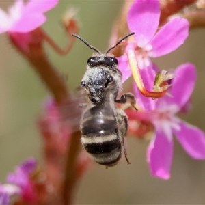 Lasioglossum (Chilalictus) sp. (genus & subgenus) at Mongarlowe, NSW - suppressed