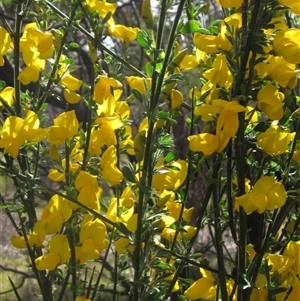 Cytisus scoparius subsp. scoparius at Weetangera, ACT - 11 Oct 2024 02:20 PM