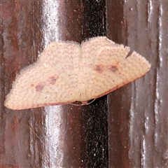 Epicyme rubropunctaria (Red-spotted Delicate) at Turner, ACT - 4 Nov 2024 by ConBoekel