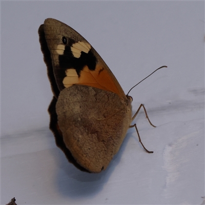 Heteronympha merope (Common Brown Butterfly) at Turner, ACT - 3 Nov 2024 by ConBoekel