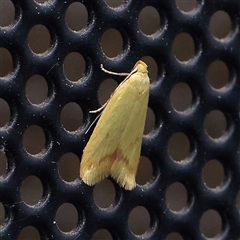 Aeolothapsa malacella (A Concealer moth) at Turner, ACT - 3 Nov 2024 by ConBoekel