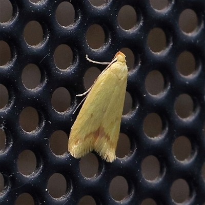 Aeolothapsa malacella (A Concealer moth) at Turner, ACT - 3 Nov 2024 by ConBoekel