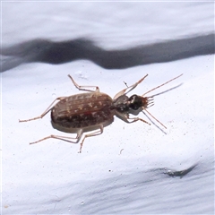 Homethes (genus) (Carab beetle) at Turner, ACT - 4 Nov 2024 by ConBoekel