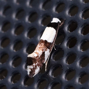 Monopis icterogastra (Wool Moth) at Turner, ACT by ConBoekel