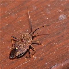 Poecilometis strigatus (Gum Tree Shield Bug) at Turner, ACT - 4 Nov 2024 by ConBoekel