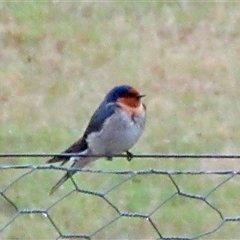 Hirundo neoxena (Welcome Swallow) at Wamboin, NSW - 30 Nov 2024 by Komidar