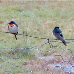 Hirundo neoxena at Wamboin, NSW - 30 Nov 2024 12:42 PM