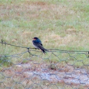 Hirundo neoxena at Wamboin, NSW - 30 Nov 2024