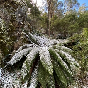 Dicksonia antarctica (Soft Treefern) at Cotter River, ACT by Tapirlord