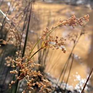 Juncus alexandri subsp. alexandri at Uriarra Village, ACT by Tapirlord