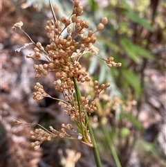 Juncus alexandri subsp. alexandri at Uriarra Village, ACT - 28 Jul 2024