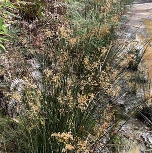 Juncus alexandri subsp. alexandri at Uriarra Village, ACT - 28 Jul 2024