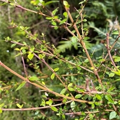 Coprosma quadrifida (Prickly Currant Bush, Native Currant) at Uriarra Village, ACT - 28 Jul 2024 by Tapirlord