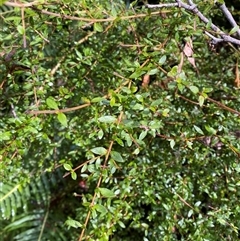 Coprosma quadrifida at Uriarra Village, ACT - 28 Jul 2024 11:30 AM