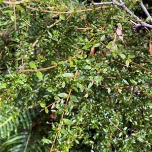 Coprosma quadrifida at Uriarra Village, ACT - 28 Jul 2024 11:30 AM