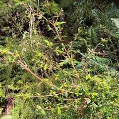 Coprosma quadrifida at Uriarra Village, ACT - 28 Jul 2024 11:30 AM